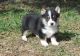 Corgi Puppies for sale in Monticello, AR 71655, USA. price: NA