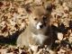 Corgi Puppies for sale in Redlands, CA, USA. price: $1,550