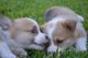 Corgi Puppies for sale in San Antonio, TX, USA. price: $900