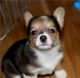 Corgi Puppies for sale in Benton, IL 62812, USA. price: NA