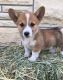 Corgi Puppies for sale in Russell Springs, KY 42642, USA. price: NA