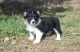 Corgi Puppies for sale in Longview, TX, USA. price: NA
