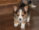 Corgi Puppies for sale in Decker, MT 59025, USA. price: $500