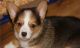 Corgi Puppies for sale in Barstow, MD 20610, USA. price: $500