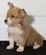 Corgi Puppies for sale in Seattle, WA, USA. price: $400