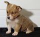 Corgi Puppies for sale in Rutland, VT 05701, USA. price: NA