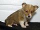 Corgi Puppies for sale in Dallas, TX, USA. price: NA