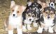 Corgi Puppies for sale in Boulder, CO, USA. price: NA