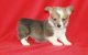 Corgi Puppies for sale in Portland, OR 97207, USA. price: NA