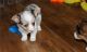 Corgi Puppies for sale in Kent, WA, USA. price: $600