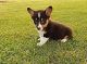 Corgi Puppies for sale in US Hwy 19 N, Pinellas Park, FL, USA. price: NA