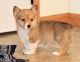 Corgi Puppies for sale in Albany, OR, USA. price: $500