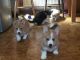 Corgi Puppies for sale in Sacramento, CA 95834, USA. price: NA