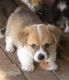 Corgi Puppies for sale in Buffalo, NY 14202, USA. price: NA