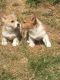 Corgi Puppies for sale in Sacramento, CA 95834, USA. price: NA