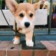 Corgi Puppies for sale in KY-146, Louisville, KY, USA. price: NA