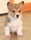 Corgi Puppies for sale in Los Lunas, NM 87031, USA. price: $500