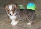 Corgi Puppies for sale in Columbia, SC, USA. price: $500