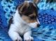 Corgi Puppies for sale in Flint, MI 48504, USA. price: NA
