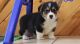 Corgi Puppies for sale in Buechel, KY 40218, USA. price: NA