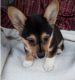 Corgi Puppies for sale in New Bedford, MA 02741, USA. price: NA