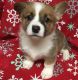 Corgi Puppies for sale in Hartford, CT 06106, USA. price: NA