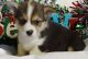 Corgi Puppies for sale in Piedmont, CA 94610, USA. price: NA