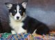 Corgi Puppies for sale in Mountain Brook, AL 35259, USA. price: NA