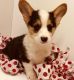 Corgi Puppies for sale in Mountain Brook, AL 35209, USA. price: NA