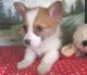 Corgi Puppies for sale in Columbus, OH 43214, USA. price: NA