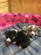 Corgi Puppies for sale in Cleveland, TX, USA. price: NA