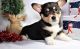 Corgi Puppies for sale in Lansing, MI 48912, USA. price: $500