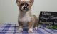 Corgi Puppies for sale in Detroit, MI 48219, USA. price: NA