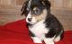 Corgi Puppies for sale in Chicago, IL 60616, USA. price: NA