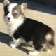 Corgi Puppies for sale in Portland, OR 97213, USA. price: $600