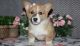 Corgi Puppies for sale in Newark, NJ 07189, USA. price: $500