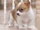 Corgi Puppies for sale in Milwaukee, WI, USA. price: $500