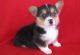 Corgi Puppies for sale in Warren, MI 48089, USA. price: NA