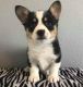 Corgi Puppies for sale in Phoenix, AZ 85024, USA. price: NA