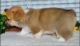 Corgi Puppies for sale in Santa Clara, CA 95051, USA. price: NA