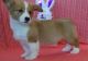 Corgi Puppies for sale in Waterbury, CT, USA. price: NA