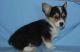 Corgi Puppies for sale in Hartford, CT 06104, USA. price: NA