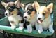 Corgi Puppies for sale in Houston, TX, USA. price: NA
