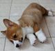 Corgi Puppies for sale in Maryland City, MD, USA. price: NA