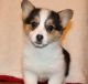 Corgi Puppies for sale in Richmond, VA, USA. price: $400