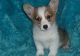 Corgi Puppies for sale in Lexington, KY 40574, USA. price: NA
