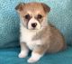 Corgi Puppies for sale in Flint, MI, USA. price: NA
