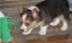 Corgi Puppies for sale in Bradford Woods, PA 15015, USA. price: NA