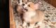 Corgi Puppies for sale in Orlando, FL 32868, USA. price: NA