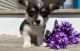 Corgi Puppies for sale in Knoxville, TN, USA. price: $400